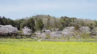 大御堂観音寺 - 春、桜、菜の花 | 京都府京田辺市