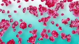 Pink Peonies - Free Floral/Wedding Background Loop