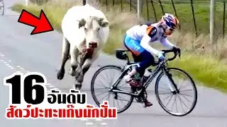 16 สัตว์หัวโจก..มุ่งปะทะแก๊งจักรยาน! (หนีไม่ทัน)