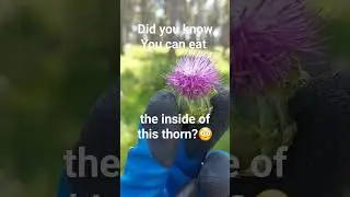 Gdilan an amazing thorn you can eat