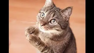 Как кота можно не погладить? Это просто нечто)