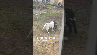 Когда у тебя такой тренер! 👍 #Шилеле Бумер, 3 мес, приветик от выпускника