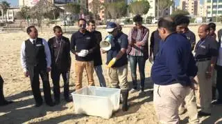 TSCK Turtle release