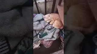 Кошка заговорит потом