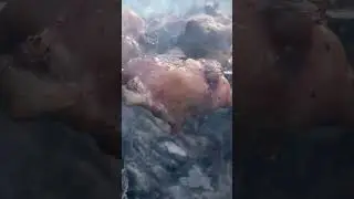 Shashlik Azerbaijan Style Outdoor Cooking 