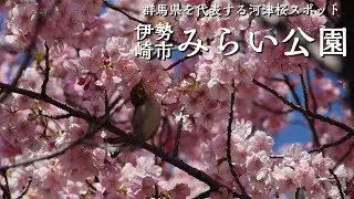 【観光】2024.3.10 群馬県で少し早い春を見つけられる場所「伊勢崎市みらい公園（河津桜）」【群馬県】