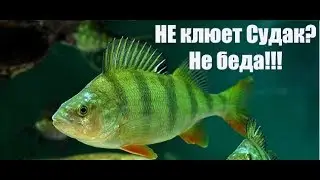 Не берет судак? Не беда!! Классное дополнение к основной приманке!