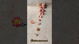 Calibre de gladiolos #shortsvideos #gladiolos #flower #flores #cormos #plantas