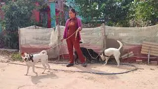 Happiness is very simple between raising a dog1