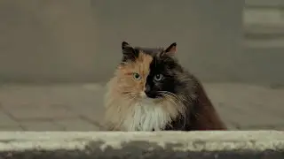 Santi & Tuğçe - Istanbul'a