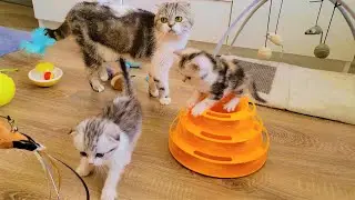 Один из дней самых милых котят❤️ Мои непоседы😇