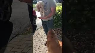 Heartwarming Reunion | Golden Retriever Meets Baby Brother!