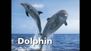 Baby Einstein: Baby Noah - Animal Expedition | Talk Like the Animals (2004) [60fps]