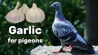 Garlic for Pigeon Health - Pigeon Tips