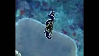 Вы только посмотрите, как изящно плоский червь танцует на морском дне
