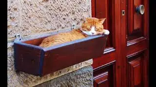 Котики это жидкость