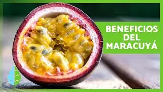 BENEFICIOS del MARACUYÁ para la SALUD 💛✅ ¡Propiedades de la Fruta de la Pasión!