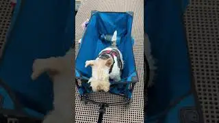 Help the luggage trolley has been commandeered