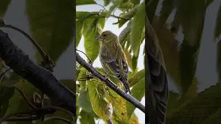 Young Greenfinch showing its juvenile plumage #birds