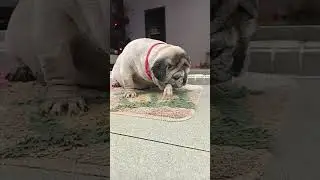 DOGGY GENDUT MAKAN CEKER AYAM