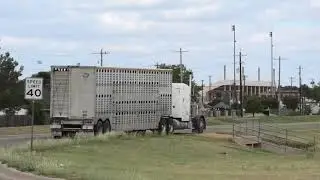 Loading roping steers