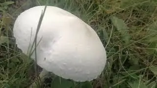 деревня