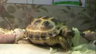 Tortoise eats / Леонард ужинает /  2012 / TRANSLIPPERS