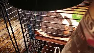 Gerbil 😴  sleeping 💤