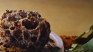 Муравьи Листорезы acromyrmex
