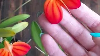 Masdevallia ignea, как я ее выращиваю