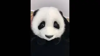 Cute Baby Panda Realistic Plush 3 Months Old