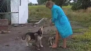 Rescuing Animals from Ukraine War: Hundreds of pets abandoned by owners cared for at centre