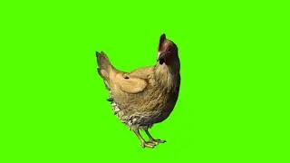 hen green screen video (5)
