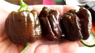 Trinidad Scorpion Chocolate - Тринидад Скорпион Шоколад
