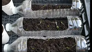 Plastic bottles and planting blueberries
