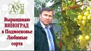 Выращиваю ВИНОГРАД в Подмосковье. Как сформировать лозу