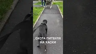 Питбуль охотится на хаски🔥 