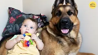 This Giant Dog Thinks the Baby Is His Puppy, and He’s Never Left His Side Since Day One