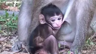 Butter monkey really fears to persons - Butter baby monkey so cute