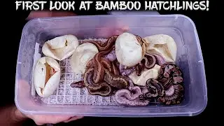 First Look at New Bamboo Ball Python Hatchlings!