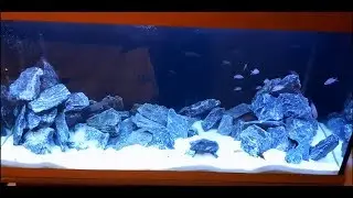 Interactive Aquarium Tourism Season 4 Episode 5 - TANGANIKA