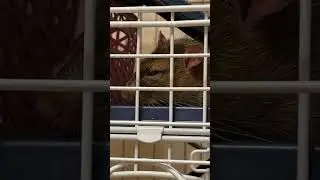 Rats sleep nose to nose. 