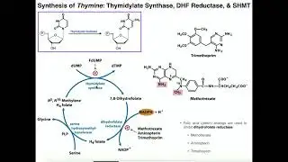 Nucleotide Metabolism | Basics of Thymine Biosynthesis