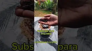 Replantar Orquidea em Madeira