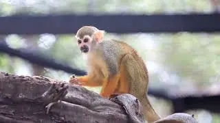 Monkey drowning 👍🔔