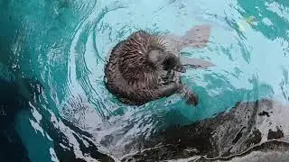 Furry Friend Boops for a Happy 2023