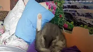 кошка Соня моется