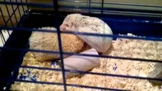 Ежик поет :)))