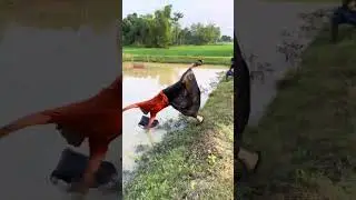 বারবার ধাক্কা দিয়ে ফেলে দেয় কেন 🤣😂Why did he throw it into the water by pushing it again and again