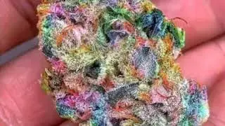 The prettiest BUD you ever wanna see